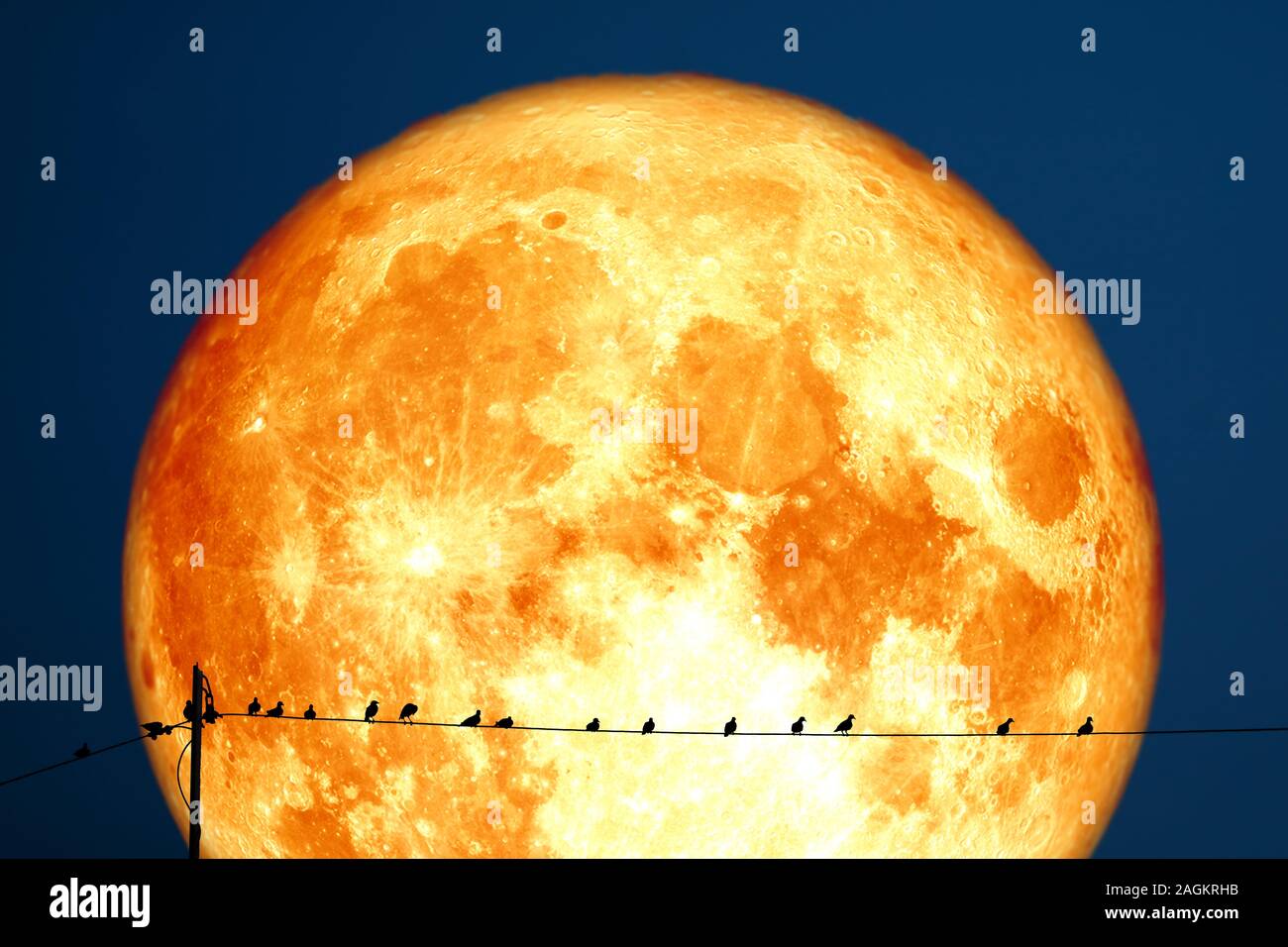 super strawberry moon back on silhouette birds on electric pole night
