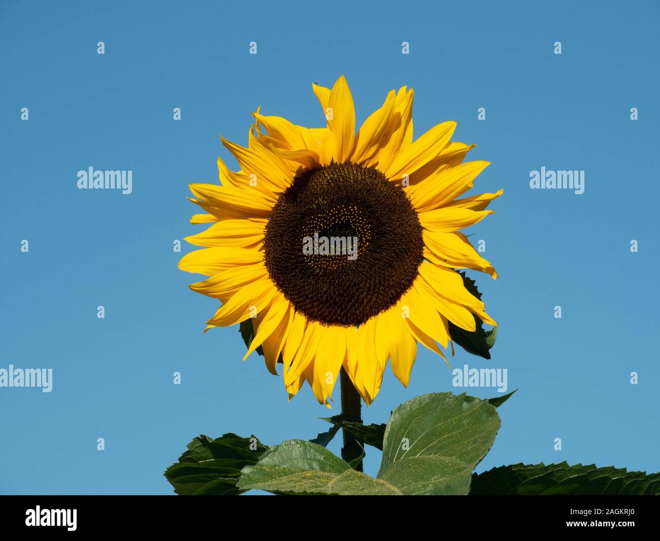 A single large sunflower against a clear blue background Stock Photo