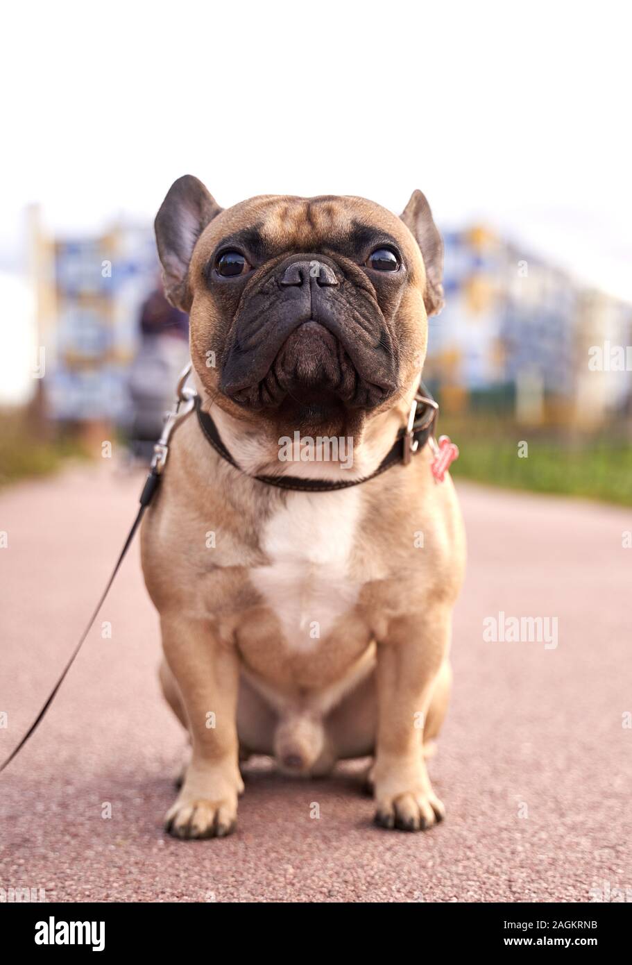 LOLONG Golf French Bulldog - Orange