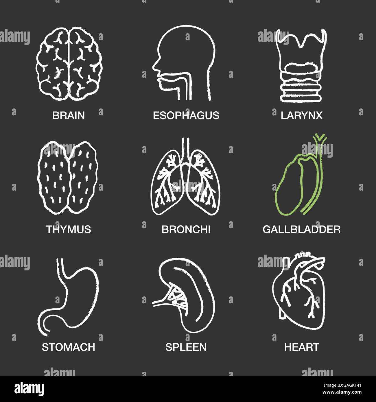 Human internal organs chalk icons set. Brain, esophagus, larynx, thymus, bronchi, gallbladder, stomach, spleen, heart. Isolated vector chalkboard illu Stock Vector