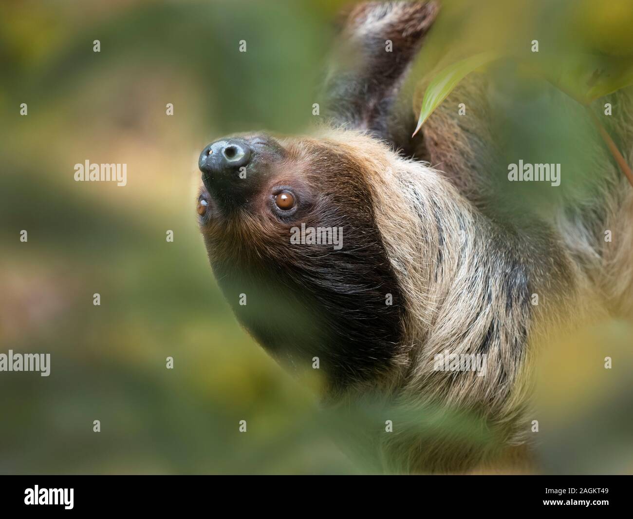Linnaeus's two-toed sloth Choloepus didactylus Stock Photo