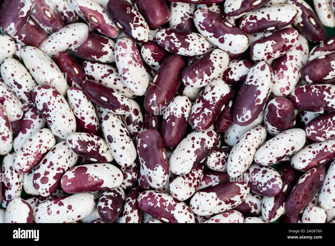 Bean pint close-up. Spain Stock Photo