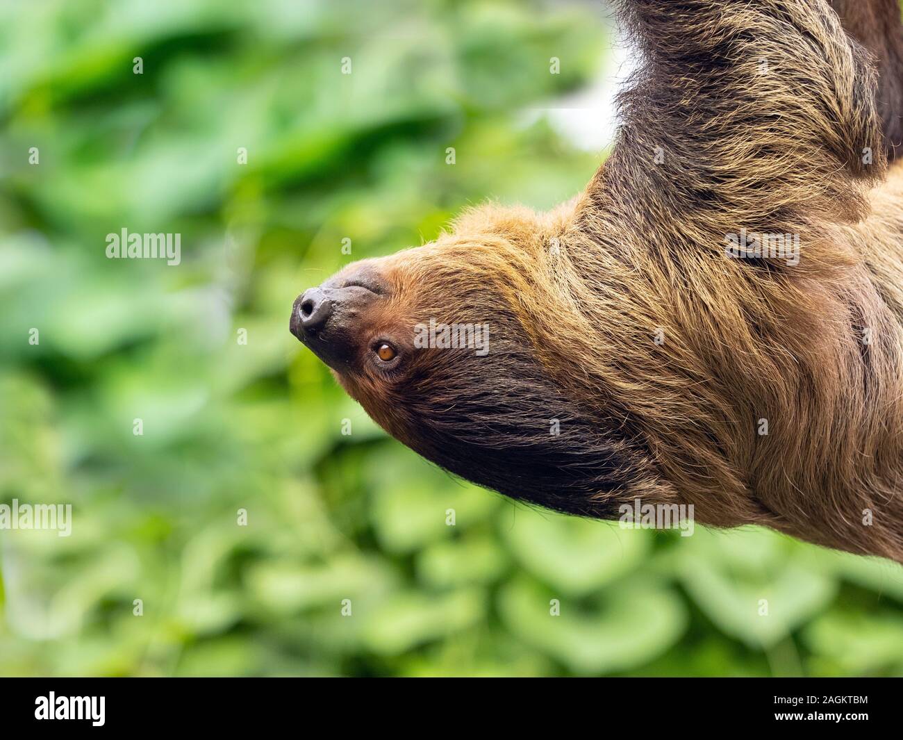 Linnaeus's two-toed sloth Choloepus didactylus Stock Photo