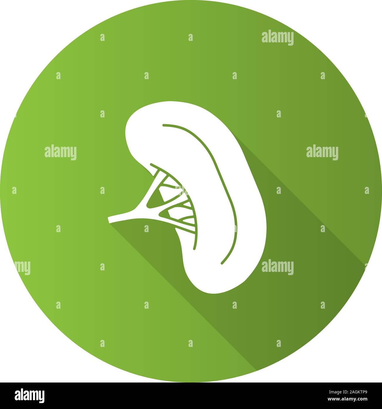 Human spleen flat design long shadow glyph icon. Lymphatic system organ ...