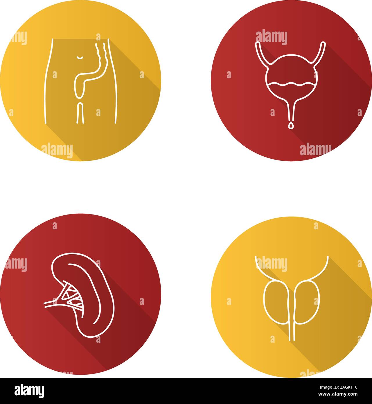 Internal organs flat linear long shadow icons set. Rectum and anus, urinary bladder, spleen, prostate gland. Vector outline illustration Stock Vector