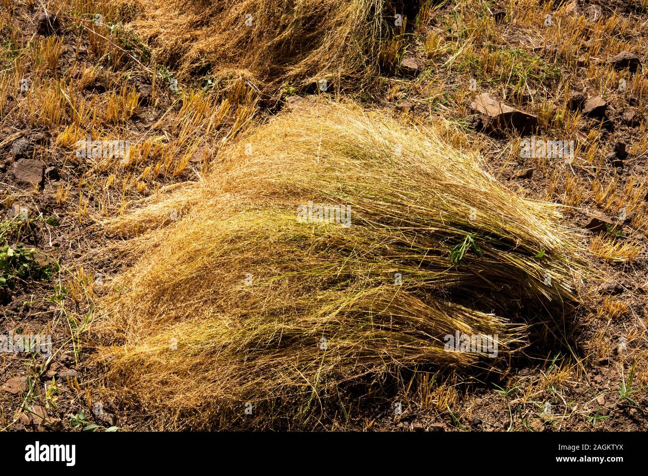 Ethiopia, Amhara Region, Lalibela, Yemrehanna Kristos, agriculture, harvesting tef grain crop pile of cut stalks Stock Photo