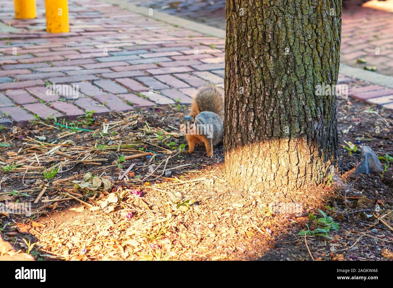 A foraging fox squirrel—Sciurus niger—also known as the eastern fox squirrel or Bryant's fox squirrel in an urban environment. Stock Photo