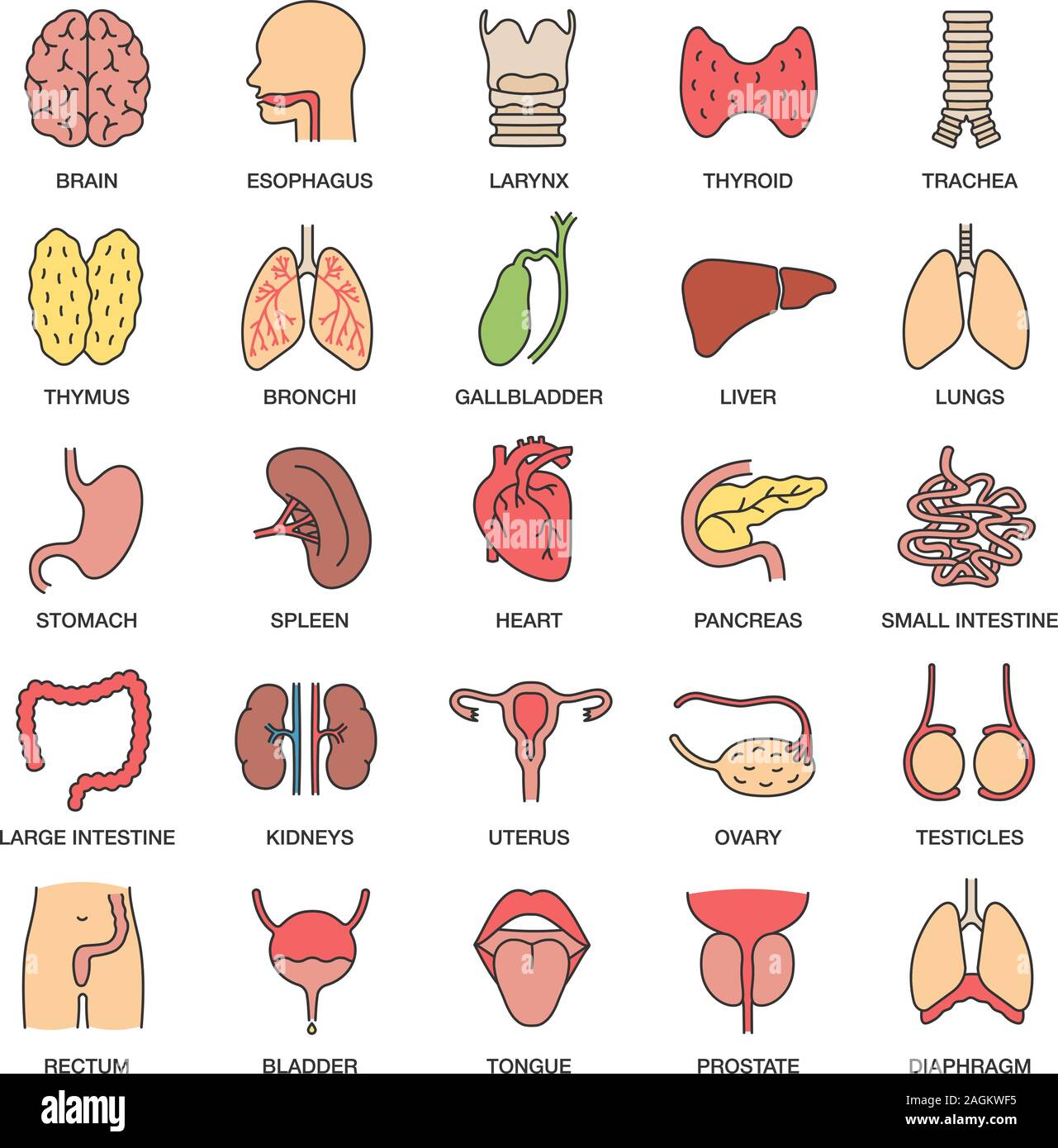 Internal organs color icons set. Respiratory, urinary, reproductive, digestive systems. Isolated