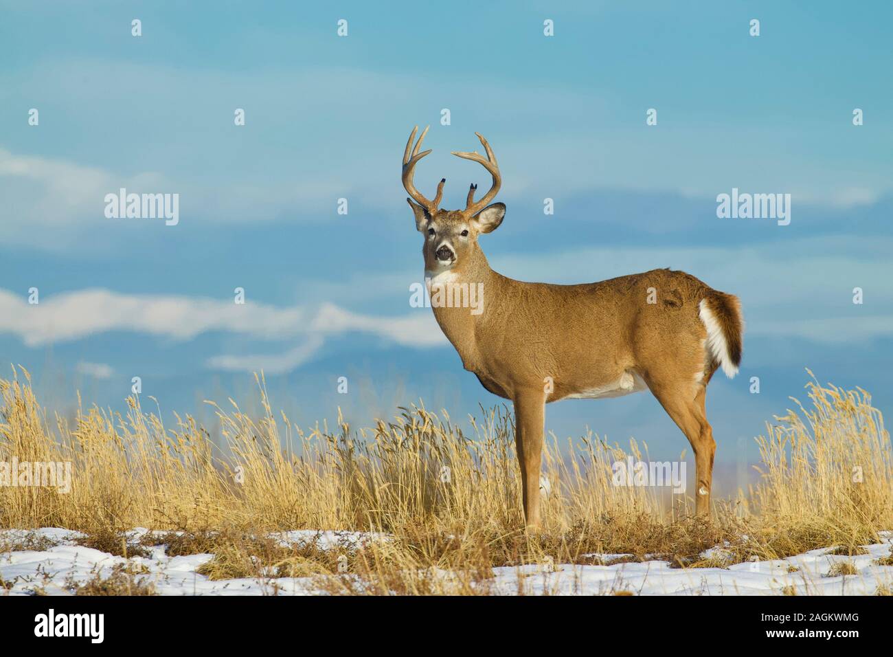 Whitetail Buck Deer environmental portrait with a natural backdrop of snow-capped mountains Stock Photo