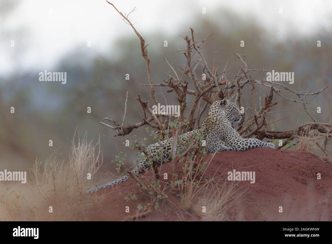 Selective focus shot of a leopard laying down on a hill Stock Photo