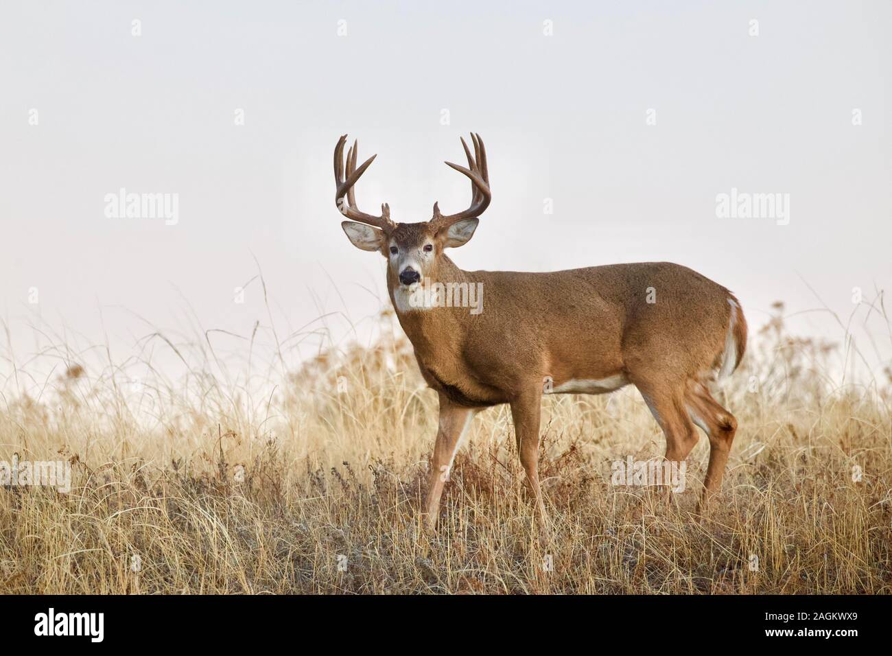 Whitetail Buck Deer in grassy meadow with plain sky behind him Stock Photo