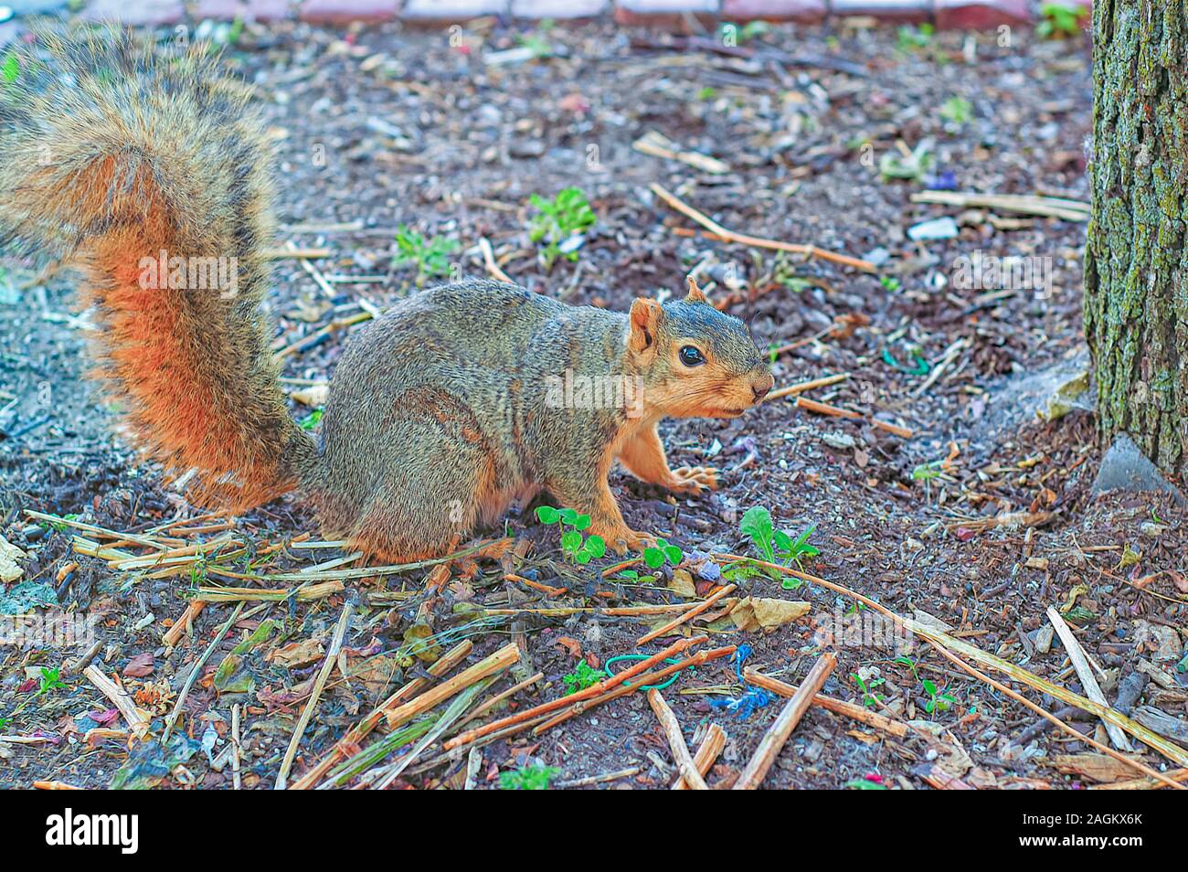A foraging fox squirrel—Sciurus niger—also known as the eastern fox squirrel or Bryant's fox squirrel in an urban environment. Stock Photo