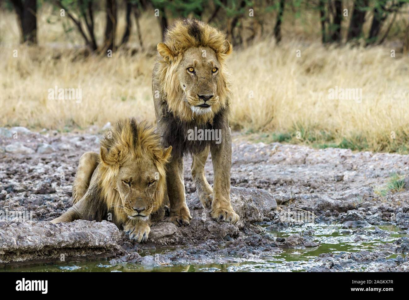 Two lion blood brothers drinking Stock Photo