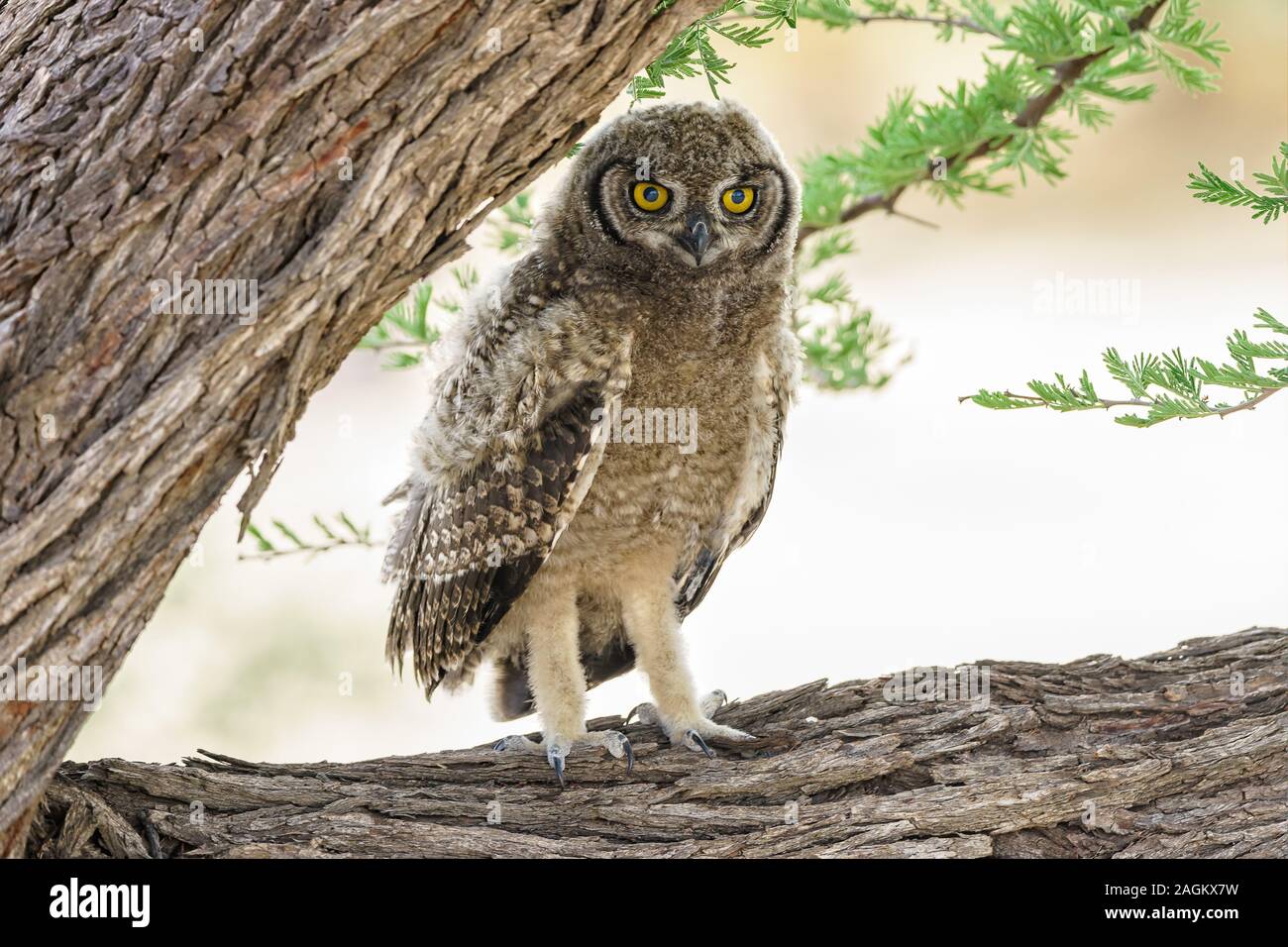 Young owl with bright yellow eyes Stock Photo