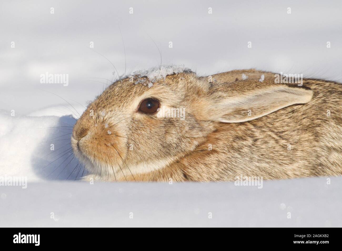 A wild Cottontail Rabbit emerges from a heavy, fresh snowfall Stock Photo