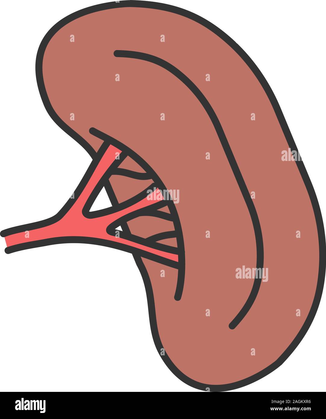 Human lymph node and spleen Stock Vector Images - Alamy