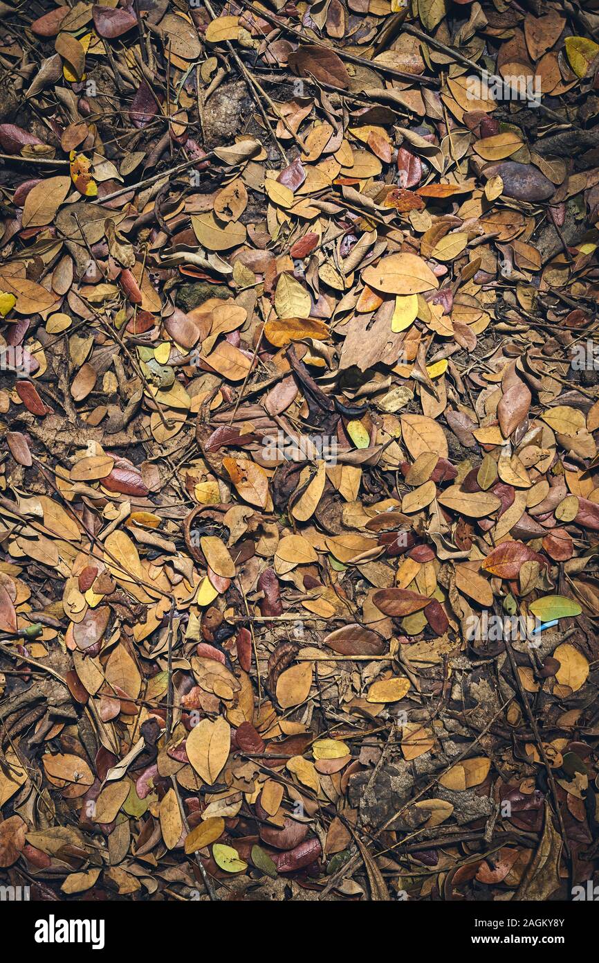 Fallen leaves on the ground, Background textured Stock Photo - Alamy