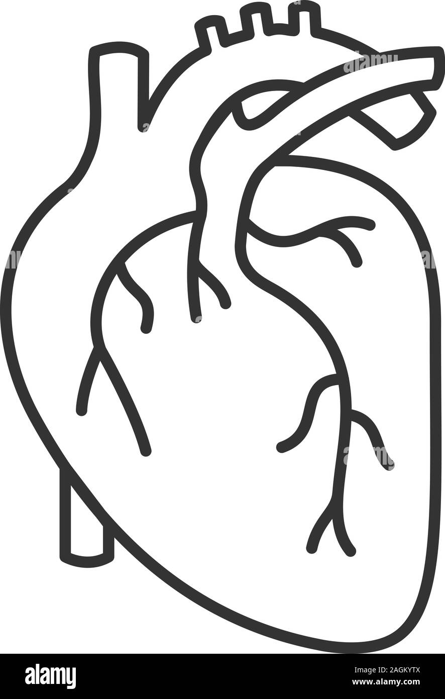 Heart Drawing Anatomy Black And White Stock Photos Images Alamy