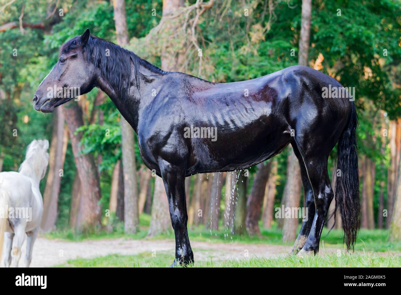 black horse dries in the sun after bathing Stock Photo