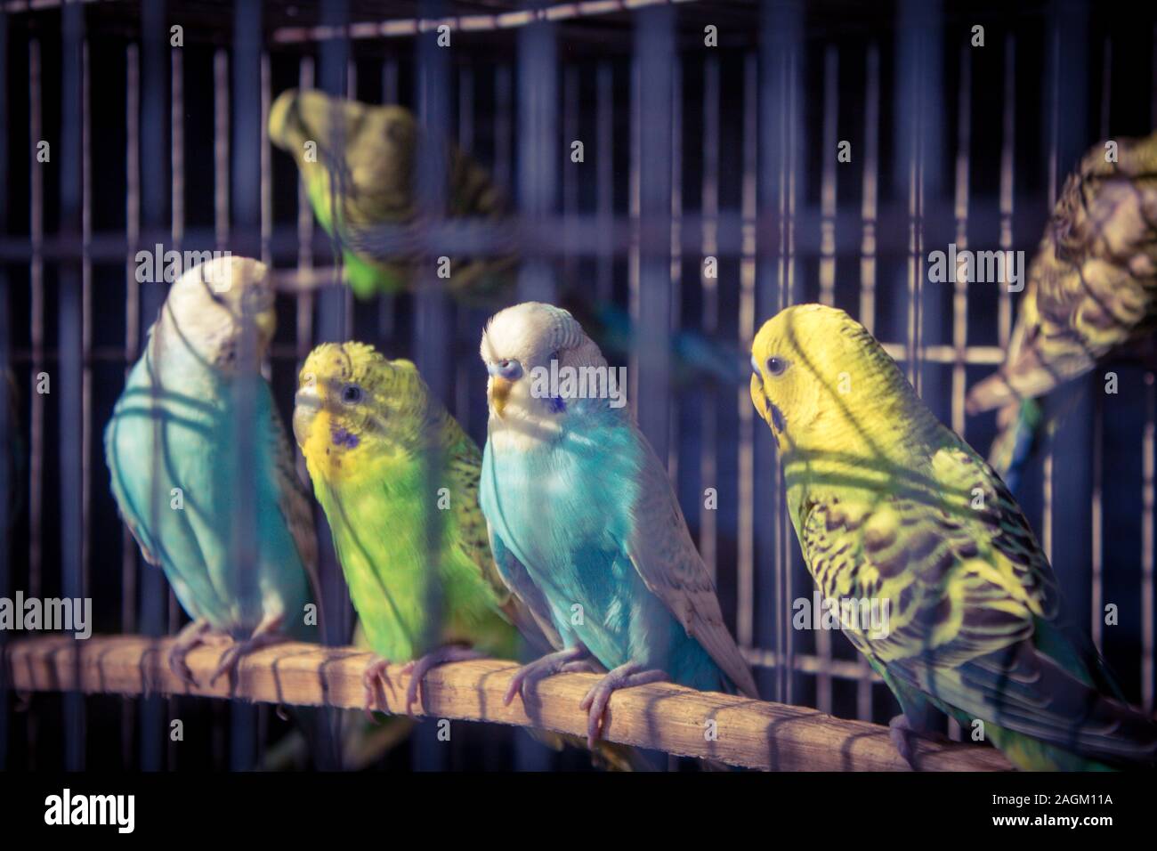 Portrait of a caged Budgie Parrots, selective focus Stock Photo
