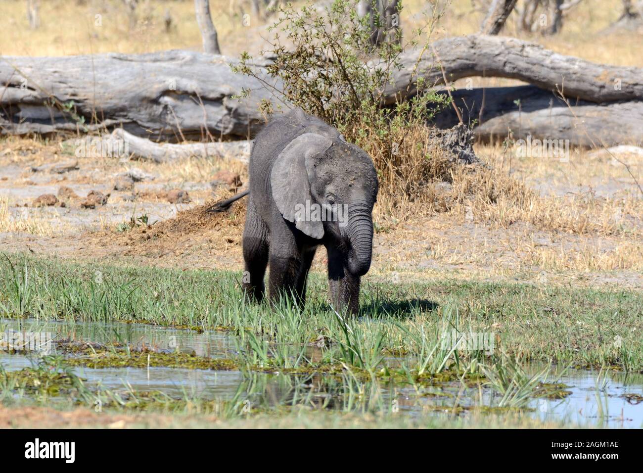 Young baby juvenile African elephant drinking in a swamp Moremi National park Botswana Africa Stock Photo