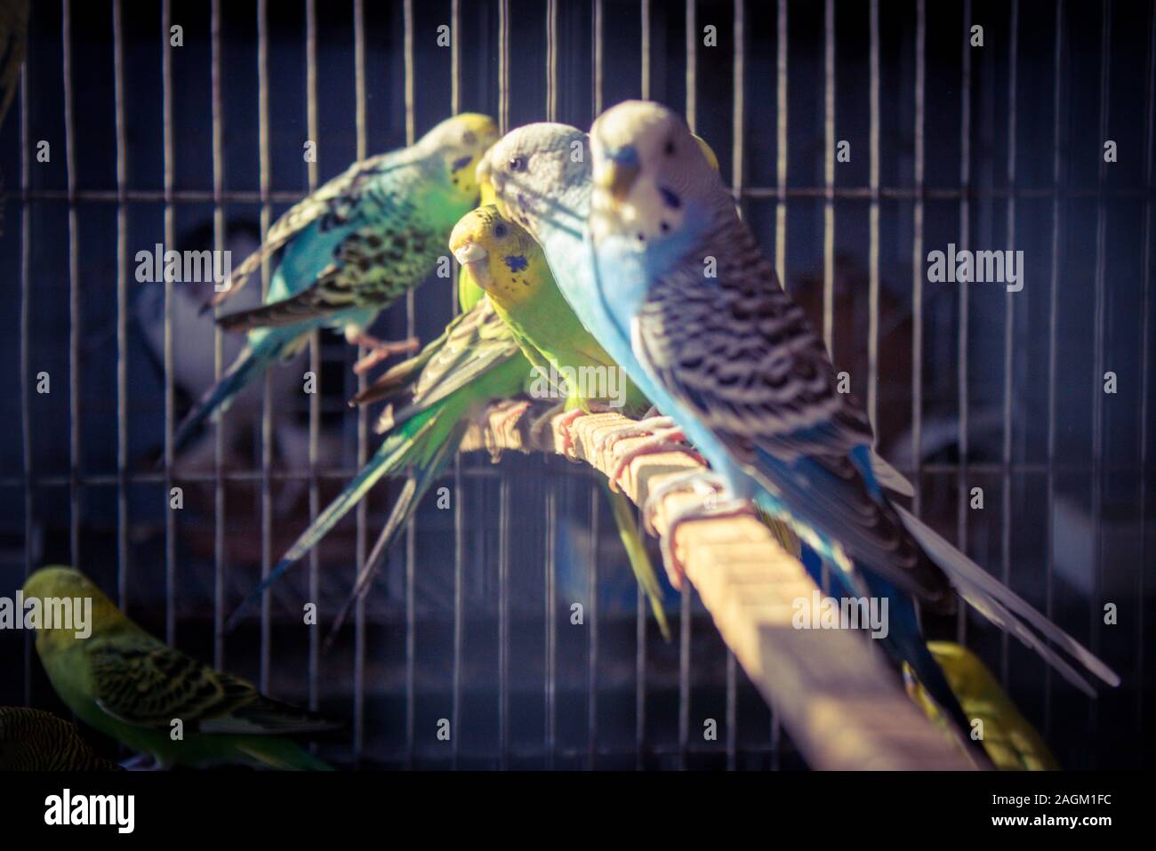 Portrait of a caged Budgie Parrots, selective focus Stock Photo