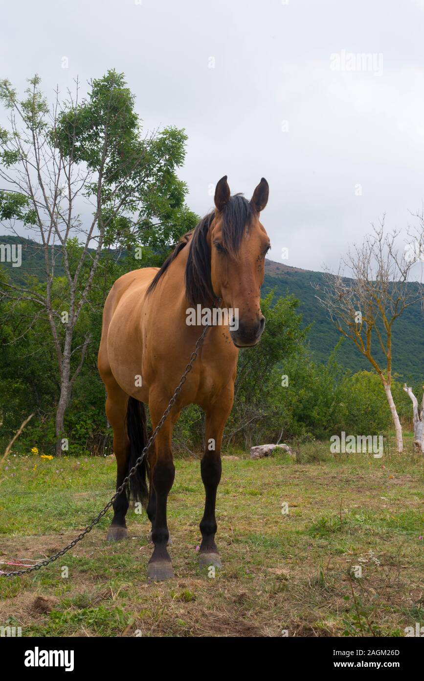 Sorrel horse. Stock Photo