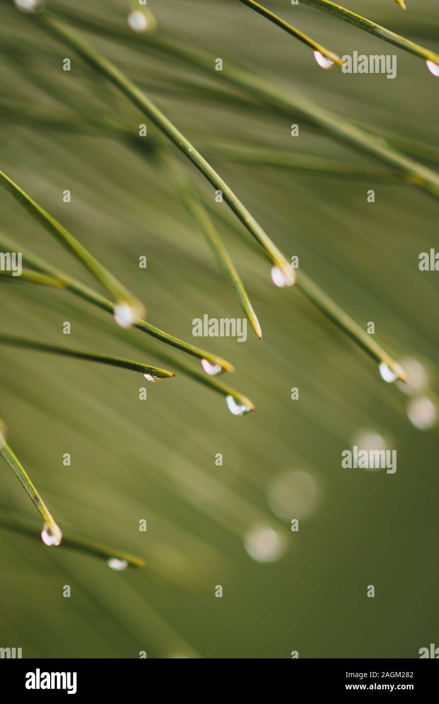 Raindrops on the pine needles ends, macro photo. Stock Photo
