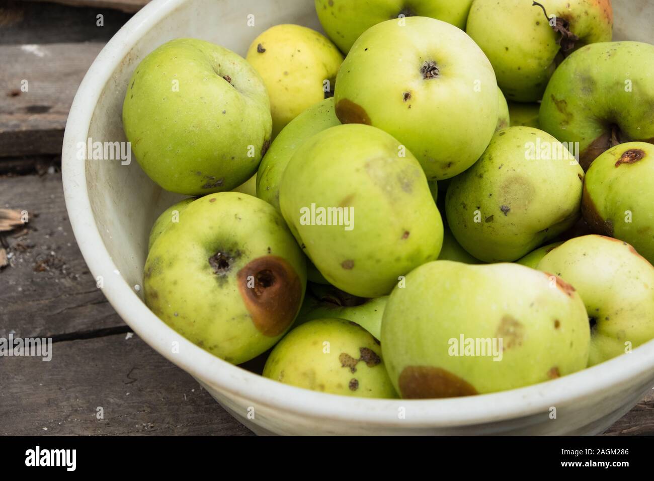 Rotten Apple with a Large Worm Stock Image - Image of oozing, overripe:  80511937