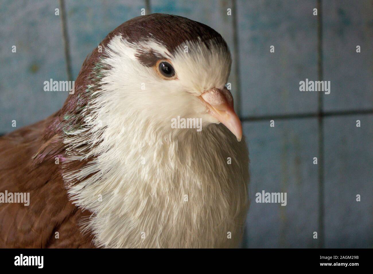 Pigeon cage hi-res stock photography and images - Alamy