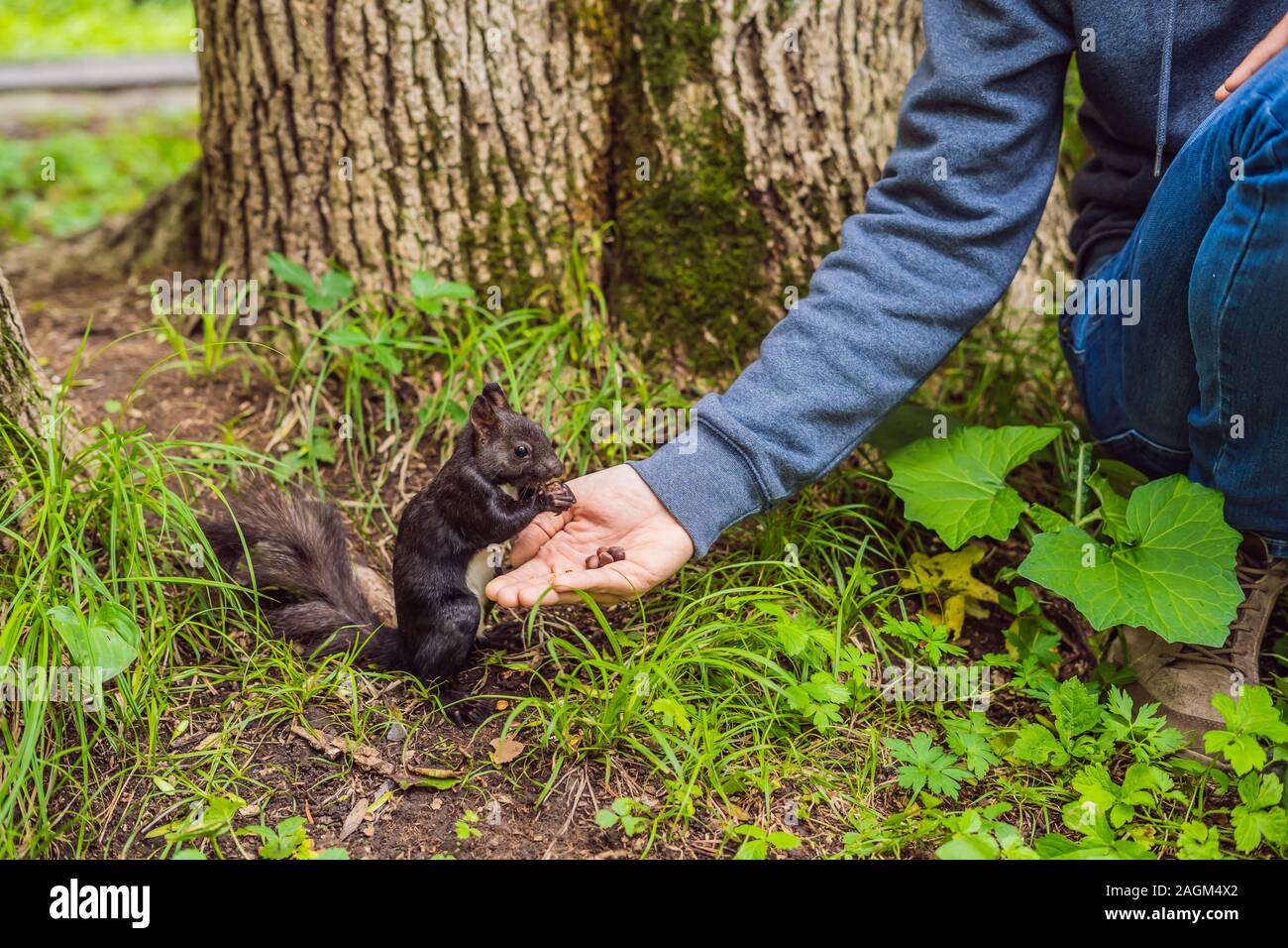 Feeding the squirrel in the autumn park. Hand of a man with a nuts. The squirrel is on a tree, eats from the palm, pretty autumn day. Outdoors, copy Stock Photo