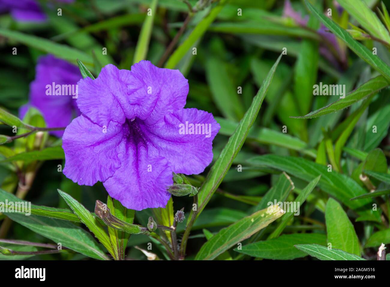 One beautiful close up of a purple wild petunia (fringeleaf wild petunia, hairy petunia, low wild petunia) with green background (copy right). Stock Photo
