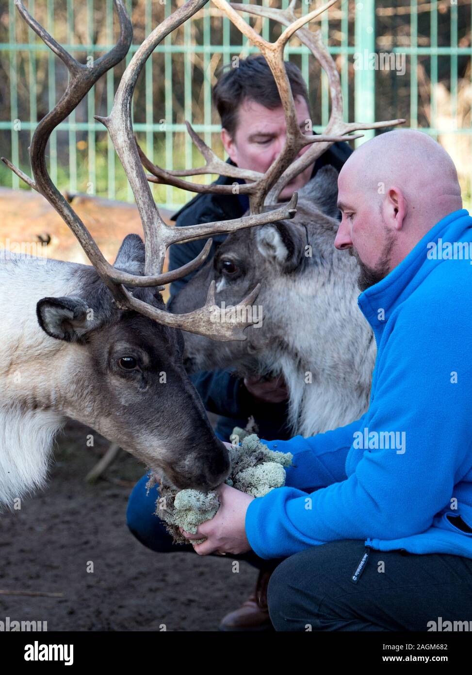 20 December 2019, Saxony-Anhalt, Halle (Saale): Sebastian Werner (r), project manager of the Paritätisches Sozialwerk, and Pekka Paaso, trader in the Finnish village at the Christmas market in Halle, feeding the reindeer of the farm on the Goldberg in Halle/Saale. The polar moss jäkälä was brought by Paaso from the Finnish island of Hailouto (2400 kilometres from Halle). The animals especially like this delicacy. The reindeer come from Halle's Finnish twin city Oulu. Photo: Hendrik Schmidt/dpa-Zentralbild/ZB Stock Photo