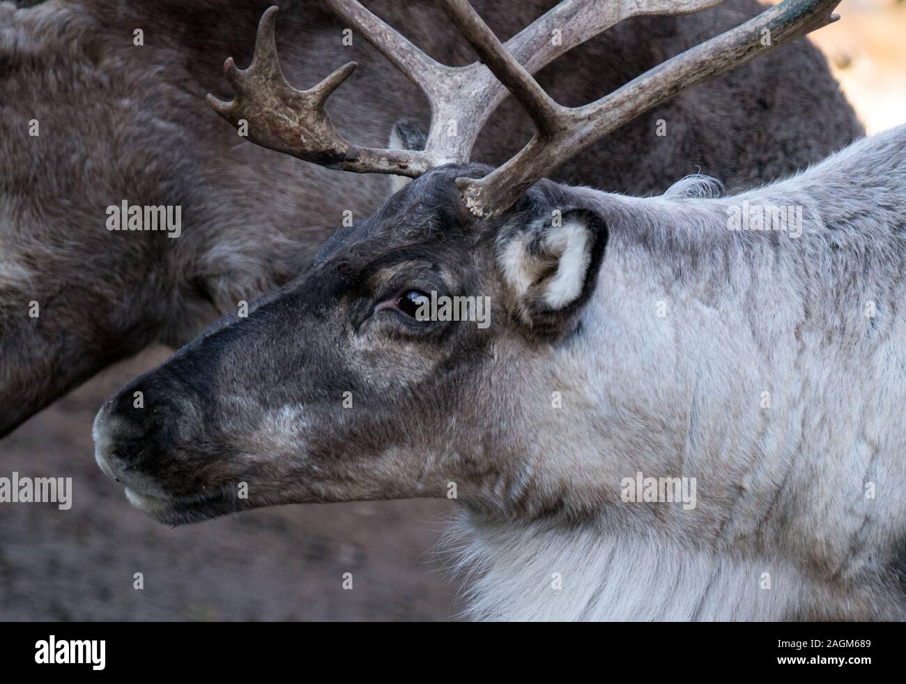 20 December 2019, Saxony-Anhalt, Halle (Saale): A reindeer from the farm on the Goldberg in Halle/Saale walks through the enclosure. A trader from the Finnish village of the Christmas market in Halle brought the animals a treat. The polar moss jäkälä from the Finnish island of Hailouto (2400 kilometres from Halle), is particularly fond of the animals. The reindeer come from Halle's Finnish twin city Oulu. Photo: Hendrik Schmidt/dpa-Zentralbild/ZB Stock Photo
