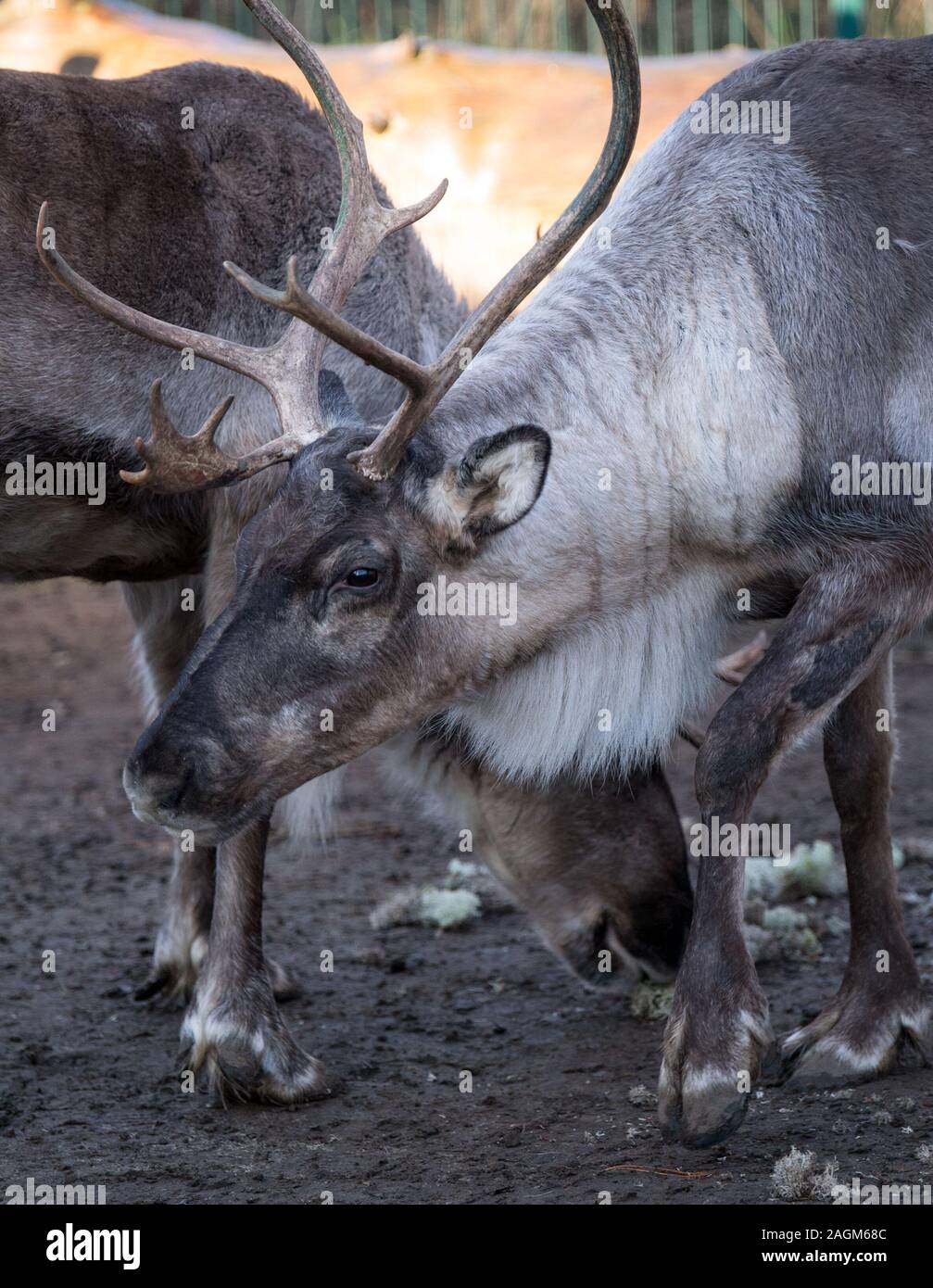 20 December 2019, Saxony-Anhalt, Halle (Saale): Reindeer from the farm on the Goldberg in Halle/Saale walk through the enclosure. A trader from the Finnish village of the Christmas market in Halle brought the animals a treat. The polar moss jäkälä from the Finnish island of Hailouto (2400 kilometres from Halle), is particularly fond of the animals. The reindeer come from Halle's Finnish twin city Oulu. Photo: Hendrik Schmidt/dpa-Zentralbild/ZB Stock Photo