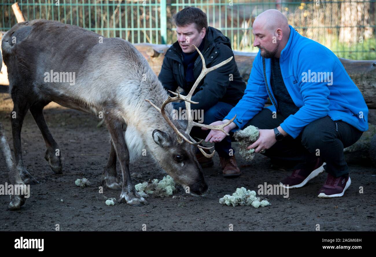 20 December 2019, Saxony-Anhalt, Halle (Saale): Sebastian Werner (r), project manager of the Paritätisches Sozialwerk, and Pekka Paaso, trader in the Finnish village at the Christmas market in Halle, feeding the reindeer of the farm on the Goldberg in Halle/Saale. The polar moss jäkälä was brought by Paaso from the Finnish island of Hailouto (2400 kilometres from Halle). The animals especially like this delicacy. The reindeer come from Halle's Finnish twin city Oulu. Photo: Hendrik Schmidt/dpa-Zentralbild/ZB Stock Photo