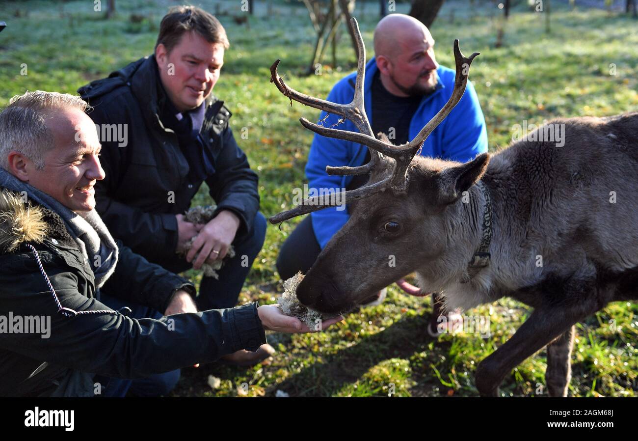 20 December 2019, Saxony-Anhalt, Halle (Saale): Mark Lange (l-r), managing director of Stadtmarketing Halle GmbH, Pekka Paaso, trader in the Finnish village at the Christmas market in Halle and Sebastian Werner, project manager of the Paritätisches Sozialwerk, feeding reindeer 'Sternchen' on the farm Goldberg in Halle/Saale. The polar moss jäkälä was brought by Paaso from the Finnish island of Hailouto (2400 kilometres from Halle). The animals especially like this delicacy. The reindeer come from Halle's Finnish twin city Oulu. Photo: Hendrik Schmidt/dpa-Zentralbild/ZB Stock Photo