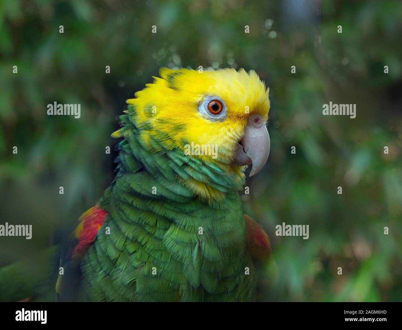 Yellow-headed Amazon Parrot  Amazona oratrix CAPTIVE Stock Photo