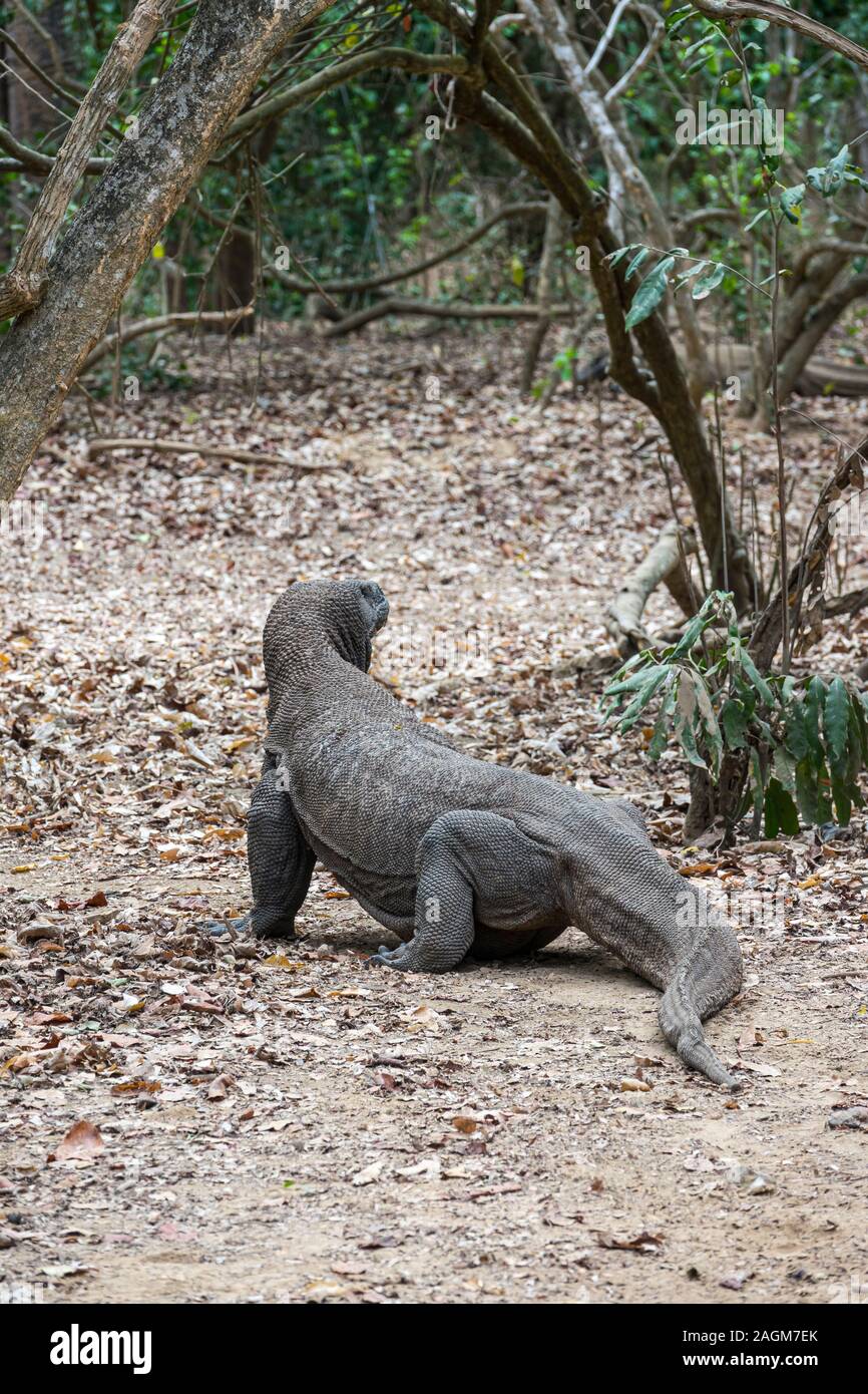 Komodo Dragon, Komodo National Park, Indonesia Stock Photo - Alamy
