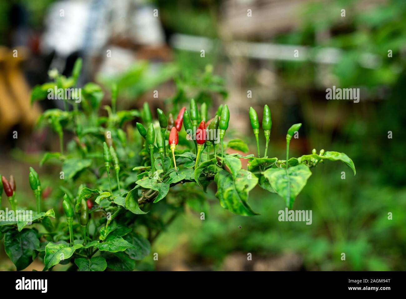 Chilli Padi (Capsicum frutescens) Stock Photo
