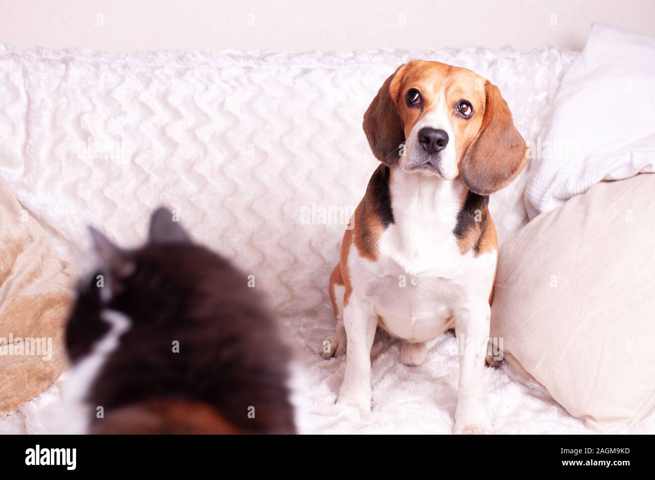 Tricolour beagle on the white sofa and silhouette of the black-white cat. Cozy home mood. Stock Photo