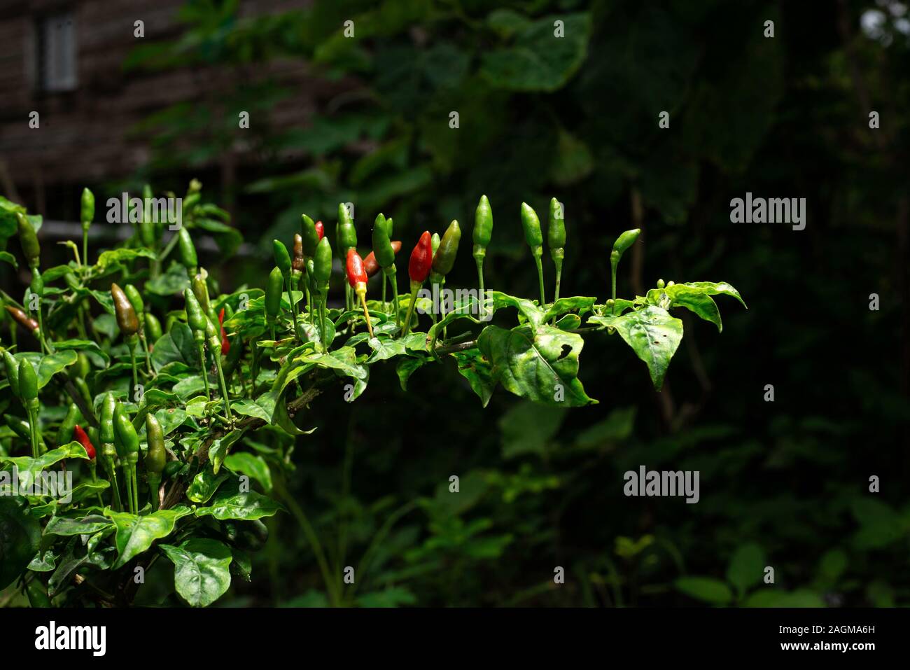 Chilli Padi (Capsicum frutescens) Stock Photo