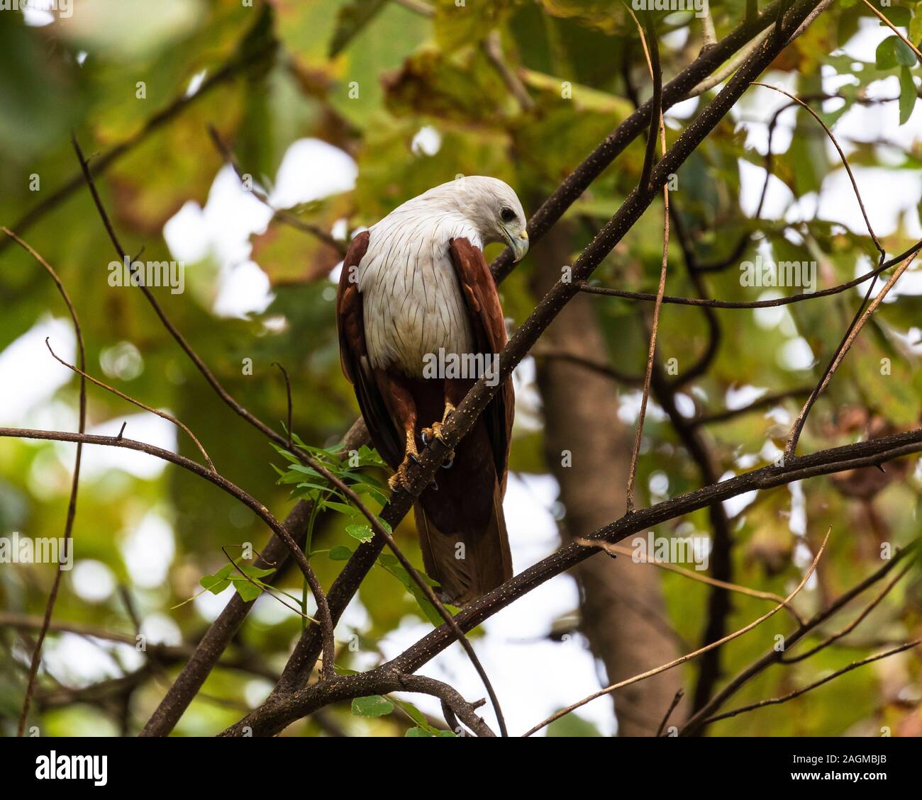 Red-backed sea-eagle.brahminy kite,is a medium-sized bird of prey in the family Accipitridae They are found in the Indian subcontinent, Southeast Asia Stock Photo