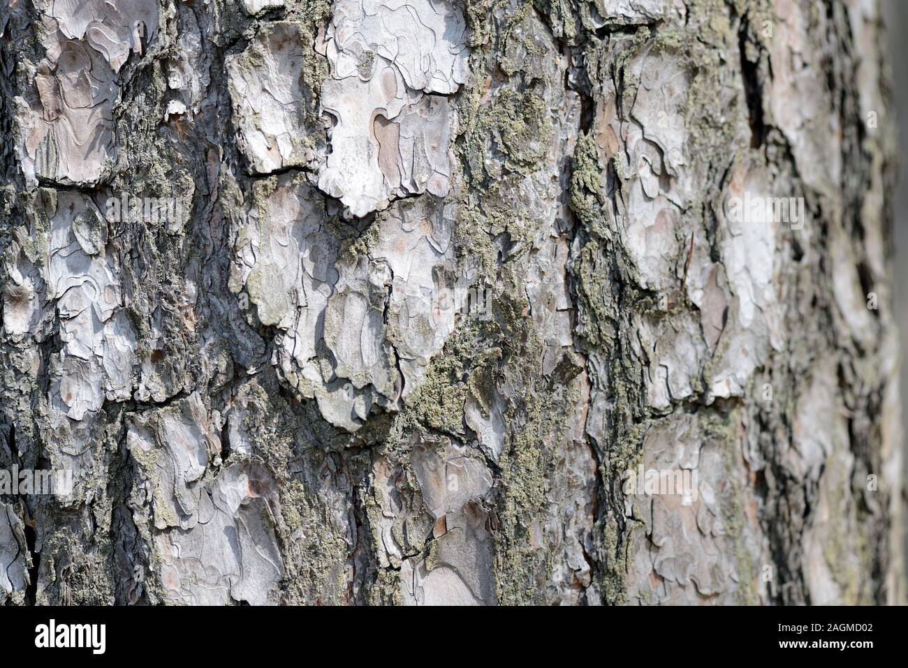 Pine tree bark texture closeup. Natural abstract background Stock Photo ...