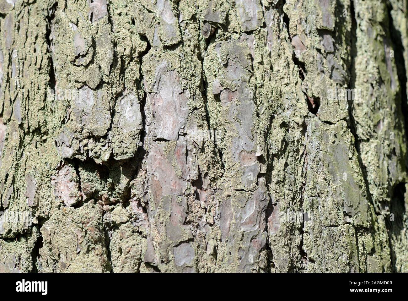 Bark pine tree trunk texture hi-res stock photography and images - Alamy
