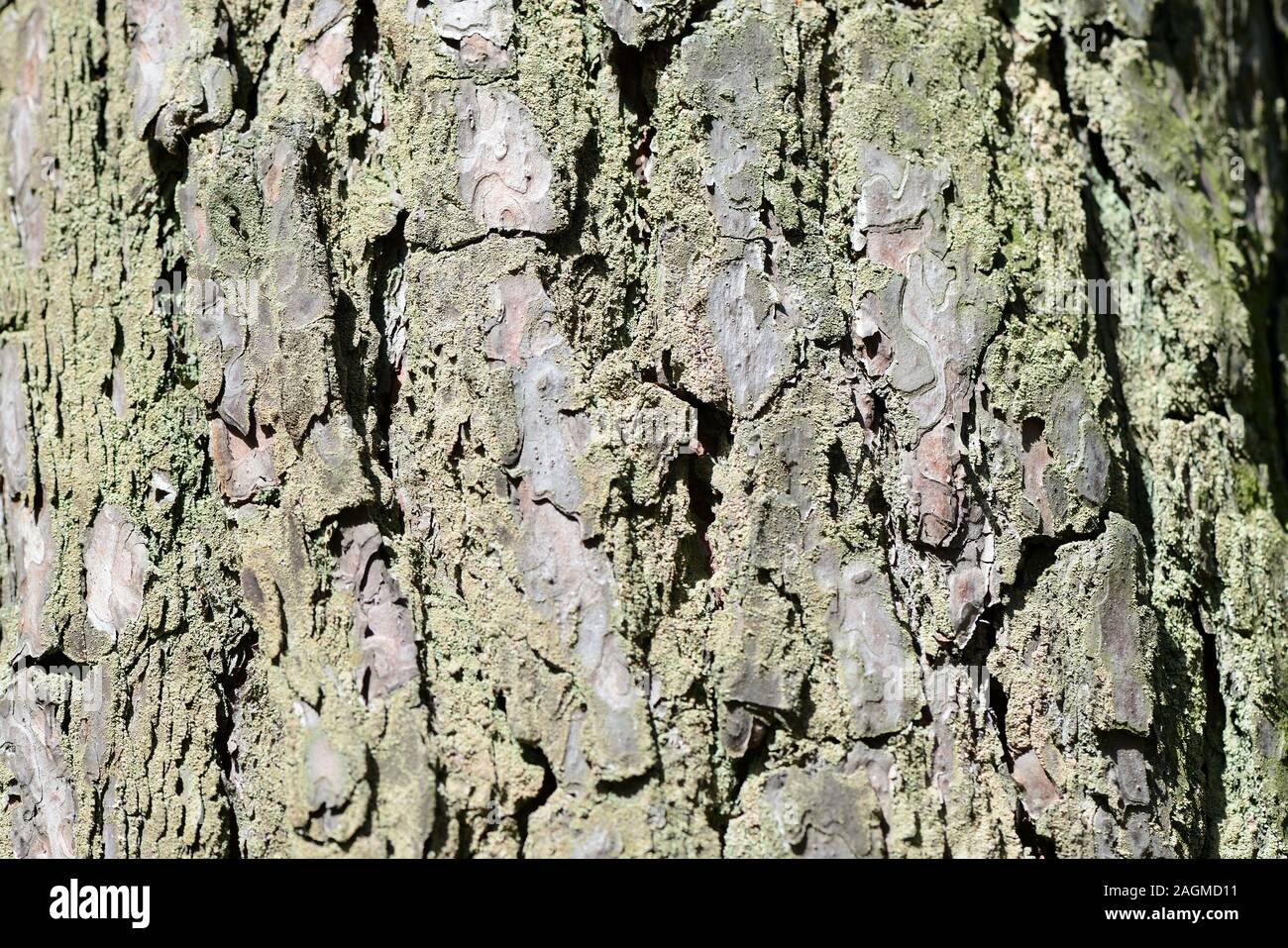 Bark pine tree trunk texture hi-res stock photography and images - Alamy