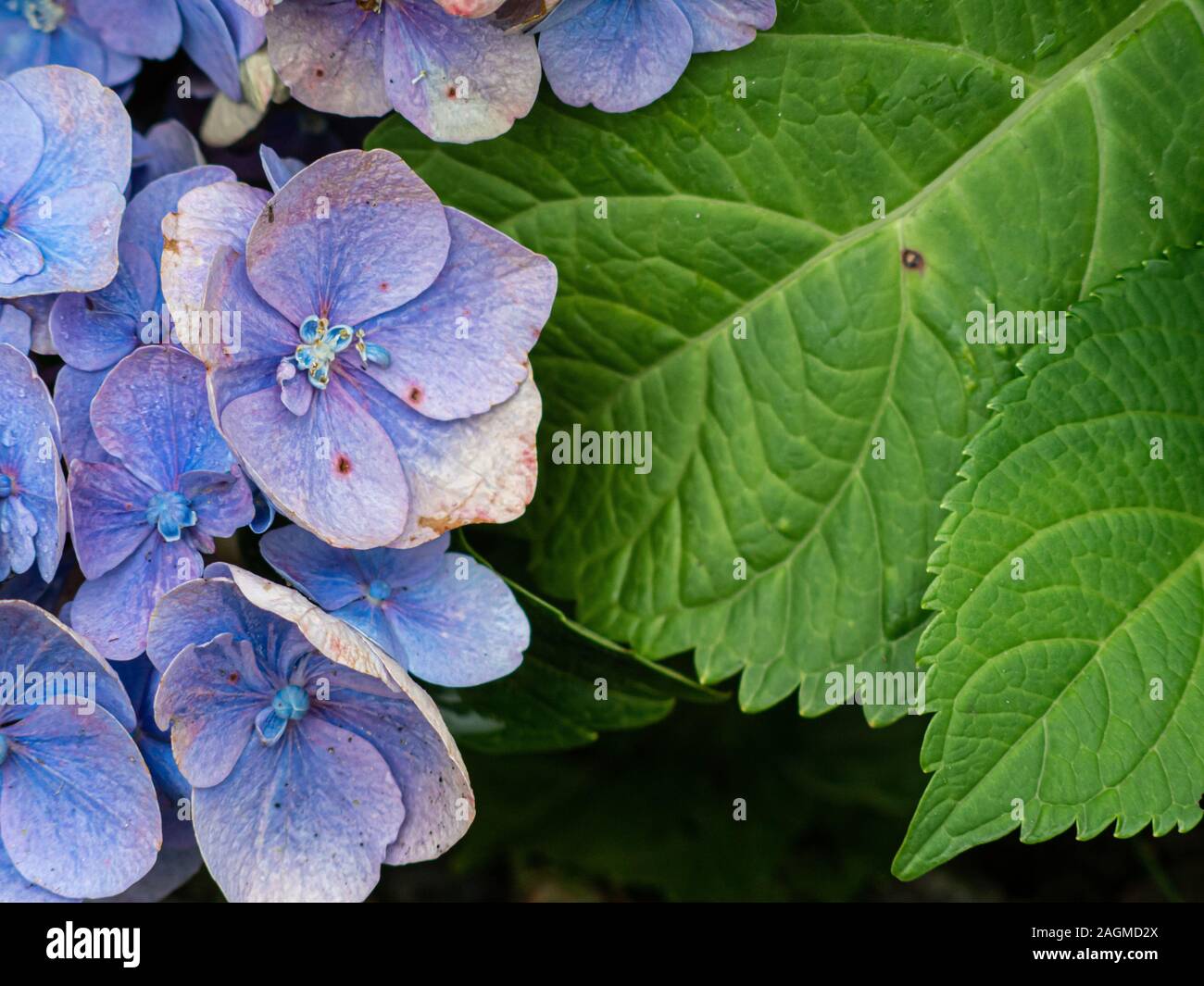 Roses Du Jardin Cheneland Hydrangea Serrata Blue Bird Son
