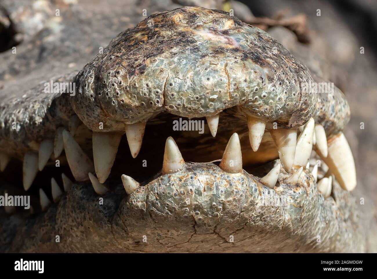 Closeup Crocodile Teeth in The Mouth Isolated on Background Stock Photo