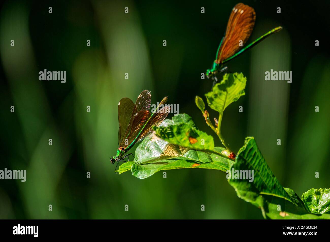 Dragonfly over leaf with blurred green background Stock Photo - Alamy