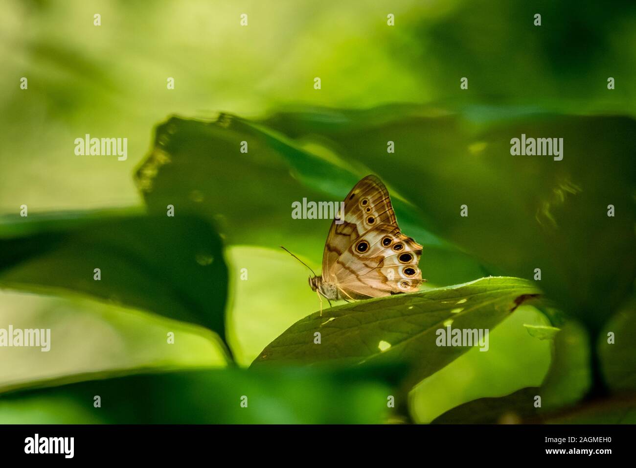 A northern pearly-eye butterfly  rests on a leaf in the forest at Yates Mill County Park in Raleigh, North Carolina. Stock Photo